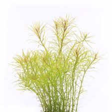 Image result for Rotala capensis