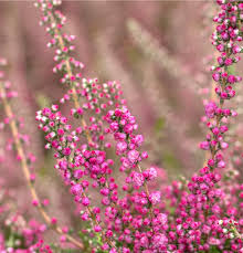Image result for Calluna vulgaris