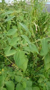 Image result for Triumfetta tomentosa