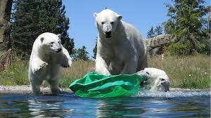 Particularly high marks were given to the quality of the animal houses and enclosures, its green landscape and vegetation, the unique zoological and botanical ambience as well as the diverse educational opportunities. Zoo Rostock Bester Zoo Europas I Sehenswurdigkeiten An Der Ostsee