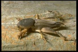 Striped ground cricket | songs of insects. Mole Cricket
