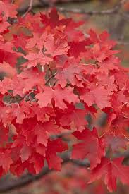 When should i plant a red maple tree? Pin On Zion National Park Plants