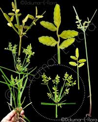 Image result for Cyperus tenuispica