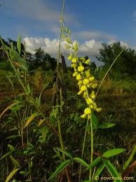 Image result for Crotalaria micans