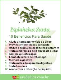 Cha De Canela De Velho Beneficios E Maleficios Os 10 Beneficios Da Espinheira Santa Para Saude Chas Medicinais Ervas Curativas Receita De Remedio Caseiro