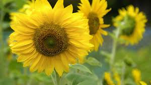 Waffeleisen im test bei der wdr servicezeit für perfekte waffeln. Wissenswertes Und Tipps Rund Um Garten Und Balkon Freizeit Verbraucher Wdr