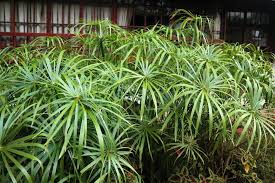 Image result for Cyperus hirtellus
