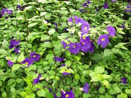 Image result for Thunbergia laborans