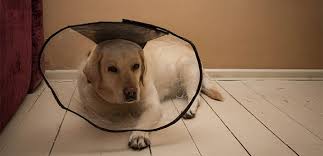 An extra collar, belt, thick twine ; Homemade Dog Cone 7 Simple E Collar Diy Projects