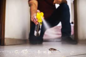 How to Identify Cockroaches | Catseye Pest Control
