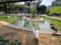 In the first two, birds fly freely beneath an enormous canopy. A Day At The Kl Bird Park Badly Explained And Illustrated With 29 Ish Photos Captions