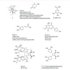 Image result for Exochaenium platypterum