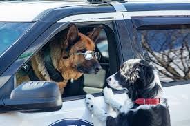 Watch cats & dogs 3: Warnerbros Co Uk Cats Dogs Paws Unite Movies