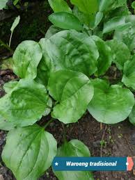 Daun sambung nyawa, atau yang dikenal juga sebagai daun dewa, dipercaya memiliki banyak manfaat untuk kesehatan. Jual Daun Sendok Daun Ki Urat Di Lapak Waroeng Tradisional Bukalapak