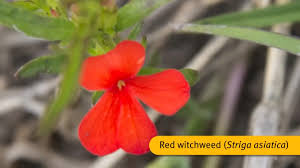 Image result for Striga asiatica