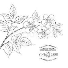 Black And White Orange Blossom Clip Art Image Result For Orange Blossom Sketch Cherry Blossom Drawing Cherry Blossom Vector Line Art Flowers