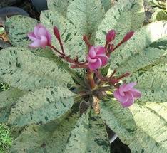 Plumeria Rubra Pink Maya Pink Maya Frangipani Plumeria Plumeria Tree Plants