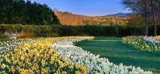 Don't miss the springtime daffodil festival and the summertime daylily colorfest. Friends Spring Trip Gibbs Gardens Uga State Botanical Garden