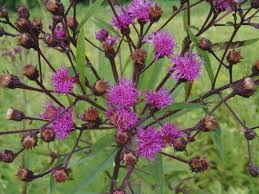Image result for Vernonia nepetifolia
