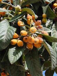 Fruitiers Mediterraneens Les Classiques Et Les Moins Connus