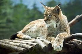 4.2 out of 5 stars. Tierlexikon Puma Geolino