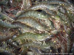 Lugs tampang lintang kawat membesar. Trik Dan Teknik Mancing Ikan Kakap Putih