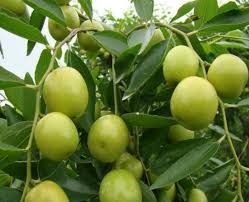 Bidara Jumbo Memang Sedap Rasanya Di Beli Mahal Ni Tip Mudah Nak Tanamnya Keluarga