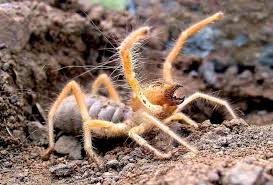 Solifugae distribution includes primarily arid areas and deserts around the world except australia. Remarkable Physiology Creepy Cool Camel Spiders