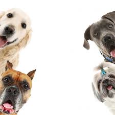 Collection by christine • last updated 10 weeks ago. How To Do The Heimlich Maneuver For Dogs Greenfield Puppies