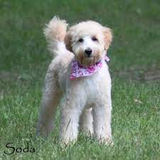 We absolutely love the puppies that junior and emmie produce together. Paw Print Pedigrees Breeder Profile