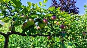 Summer Pruning Espalier Apple And Pear Trees Youtube Espalier Fruit Trees Pear Trees Apple