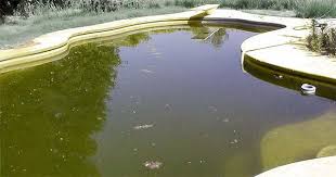 Maybe you would like to learn more about one of these? Dark Green Matter When To Drain The Pool Intheswim Pool Blog