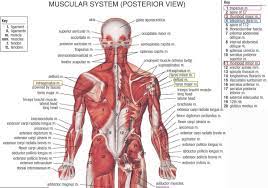 More images for diagram of shoulder muscles and tendons » Diagram Of Shoulder Tendons Muscles Ligaments And Tendons Of The Human Back Nerd Pinterest Koibana Info Neck And Shoulder Muscles Muscle Anatomy Muscle Diagram