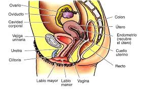 Aparato Reproductor Femenino Blog De Biologia