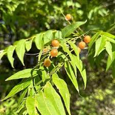 Image result for Sapindus