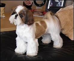 Male Shih Tzu Haircuts Styles Pictures Shih Tzu Grooming Shih Tzu Haircuts Shih Tzu Puppy
