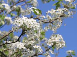 Callery pear is a deciduous fruitless flowering pear tree with clusters of dainty white flowers. Pear Tree Stinker Tucson Com