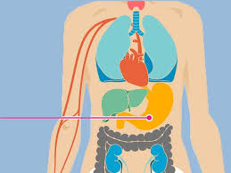Although breast cancer can spread to any bone, the most common sites are the ribs, spine, pelvis, and long bones in the arms and legs. Breast Cancer And Pain Why Treatment Can Cause Arm And Shoulder Pain