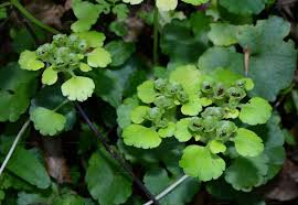 Image result for Chrysosplenium americanum