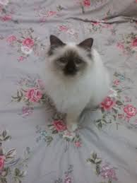 Kirashan Claude Monet Bear Beautiful Chocolate Point Birman Mr Personality Chaton Chat