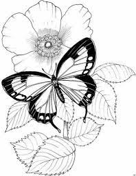 Mariposas Varias 2 Como Dibujar Cosas Dibujos De Mariposas Como Dibujar Mariposas