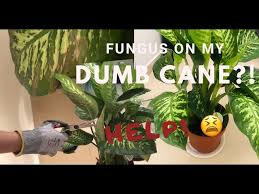 Leaf croton (1) leaf dieffenbachia (3). Fungus On My Dieffenbachia A K A Dumb Cane 008 Youtube