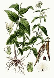 Image result for Vincetoxicum stenolobum