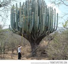 I have had the plants at. Cactus Tree Cactus Weird Trees Nature Tree