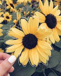 See more ideas about yellow aesthetic, yellow aesthetic pastel, yellow. Bild Von Namastia Entdeckt Entdecke Und Speichere Deine Eigenen Bilder Un Wallpapers Hinterg Flower Aesthetic Yellow Aesthetic Pastel Yellow Aesthetic
