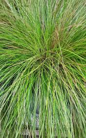 Image result for Avenella