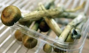 Image result for Psilocybin