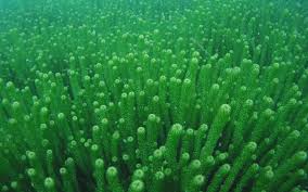 Image result for Lagarosiphon