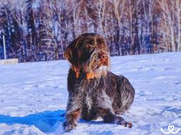 Image result for český fousek stavba těla