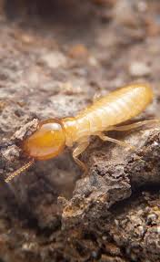 Build a pest free sanctuary hometeam pest defense. Red Rock Pest Control Local Las Vegas Valley Pest Control Experts